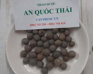 Cây mắt mèo (hạt móc mèo) thường mọc ở đâu? Chữa bệnh gì? Liều dùng.