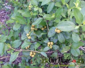 Cây mặt quỷ có tác dụng chữa bệnh gì? Cách dùng trị bệnh mẩn ngứa.