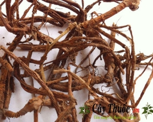 Cây mặt quỷ có tác dụng chữa bệnh gì? Cách dùng trị bệnh mẩn ngứa.