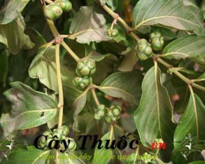 Cây mặt quỷ có tác dụng chữa bệnh gì? Cách dùng trị bệnh mẩn ngứa.