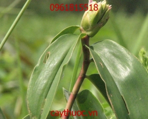 Cây mía dò, tác dụng chữa bệnh sỏi thận, sơ gan, của cây mía dò.