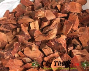 Cây mú từn ngâm rượu công dụng chữa yếu sinh lý, sự thật kinh ngạc.