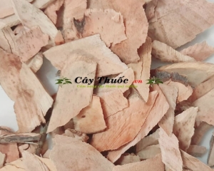 Cây muối là cây gì? Cây muối chữa bệnh suy thận? Mua ở đâu TP HCM?