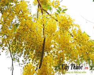 Cây muồng hoàng yến - Hoa Osaka dát vàng không gian