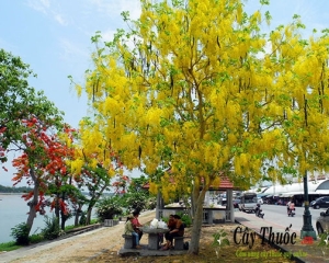 Cây muồng hoàng yến - Hoa Osaka dát vàng không gian