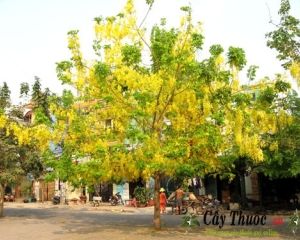 Cây muồng hoàng yến - Hoa Osaka dát vàng không gian