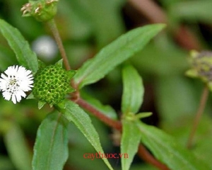 Tác dụng của cây nhọ nồi giúp hạ sốt, cầm máu. Mua ở đâu tại TP HCM?