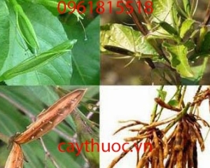 CÂY NỔ THUỐC QUÝ CHỮA BỆNH SUY THẬN,THẬN HƯ