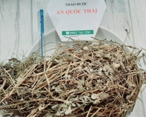 Cây Nở Ngày Đất thảo dược điều trị gout, đau nhức xương khớp hàng đầu