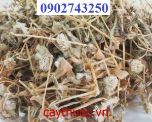 Cây Nở Ngày Đất thảo dược điều trị gout, đau nhức xương khớp hàng đầu