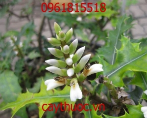 Cây ô rô trị bệnh gì? Trái ô rô trị mụn có tốt không? Mua ở đâu?