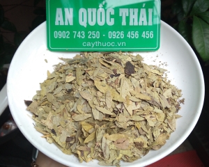 Phan tả diệp là thảo dược gì? Công dụng và cách dùng