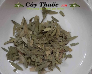 Phan tả diệp là thảo dược gì? Công dụng và cách dùng