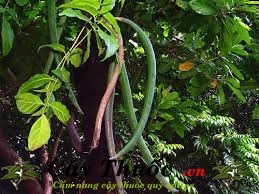 Cây quao trị bệnh gì? Cây quao nước chữa viêm gan. Mua ở đâu uy tín.