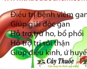 Cây quao trị bệnh gì? Cây quao nước chữa viêm gan. Mua ở đâu uy tín.