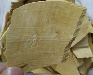 CÂY QUÝT GAI, CÂY GAI TẦM XOỌNG  CHỮA SUY THẬN, THẬN HƯ, SỎI THẬN