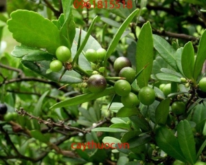 CÂY QUÝT GAI, CÂY GAI TẦM XOỌNG  CHỮA SUY THẬN, THẬN HƯ, SỎI THẬN