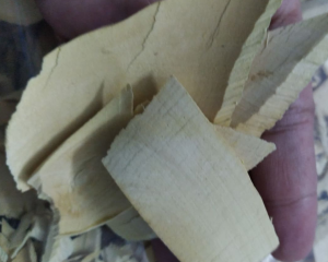 CÂY QUÝT GAI, CÂY GAI TẦM XOỌNG  CHỮA SUY THẬN, THẬN HƯ, SỎI THẬN