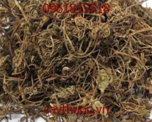 Cây rau má có tác dụng gi? Địa chỉ bán rau má khô tại TP HCM.