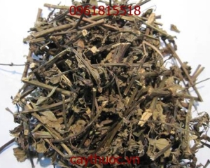 Cây râu mèo có tác dụng trị bệnh gì? Mọc ở đâu? Giá bán bao nhiêu?