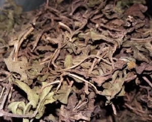 Cây sài đất có tác dụng chữa bệnh gì? Mua ở đâu tại TP HCM chất lượng?