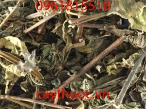 Cây sâm đất có tác dụng gì? Cách sử dụng, địa chỉ bán và giá thành.