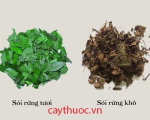 Cây sói rừng có tác dụng chữa bệnh gì? Cây sói rừng giúp trị gút.