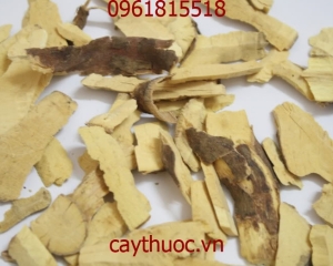 Cây sơn là thảo dược gì? Rễ cây sơn trị mụn, nám da. Mua ở đâu TP HCM?