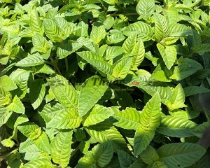 Cây sương sáo tươi có tác dụng gì? Mua cây sương sáo khô ở đâu TP HCM?