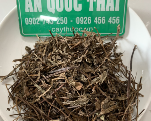 Cây sương sáo tươi có tác dụng gì? Mua cây sương sáo khô ở đâu TP HCM?