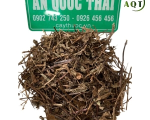 Cây sương sáo tươi có tác dụng gì? Mua cây sương sáo khô ở đâu TP HCM?