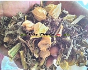 Cây tầm bóp chữa bệnh gì? Hình ảnh, tác dụng, cách sử dụng hiệu quả.