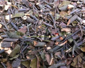 Cây tầm gửi chữa bệnh gì? Uống cây tầm gửi ngâm rượu có tác dụng gì?