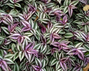 Cây thài lài chữa bệnh gì? Tác dụng và cách dùng thế nào? Mua ở đâu?