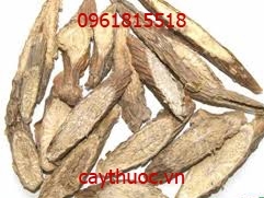 Cây Thần Thông, cây thần thông với tác dụng điều trị bệnh tiểu đường.