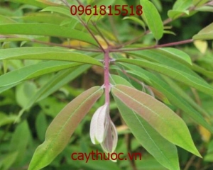 Cây thành ngạnh có tác dụng giúp cải thiện hệ tim mạch, tuần hoàn não