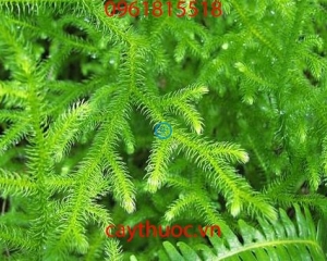 Cây Thông Đất đặc trị bệnh suy giảm trí nhớ, chữa bệnh teo não.