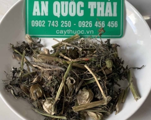 Cây thù lù trị bệnh gì? Hình ảnh, tác dụng và cách sử dụng cây thù lù