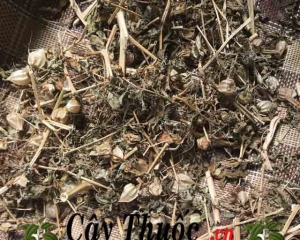 Cây thù lù trị bệnh gì? Hình ảnh, tác dụng và cách sử dụng cây thù lù