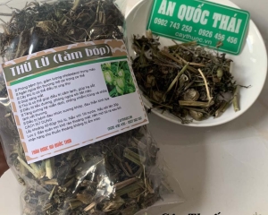 Cây thù lù trị bệnh gì? Hình ảnh, tác dụng và cách sử dụng cây thù lù