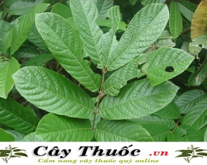 Cây thuốc cá trị bệnh gì? Cách sử dụng trị bệnh phổi. Mua ở đâu?