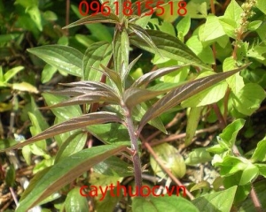 Cây thuốc dòi có tác dụng trị bệnh gì? Mua cây thuốc dòi ở đâu?