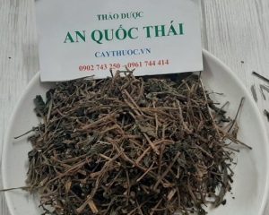 Cây thuốc dòi có tác dụng trị bệnh gì? Mua cây thuốc dòi ở đâu?