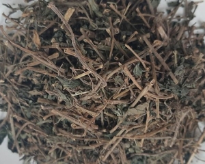 Cây thuốc dòi có tác dụng trị bệnh gì? Mua cây thuốc dòi ở đâu?