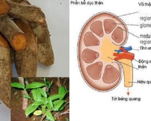 Cây tơm trơng có tác dụng gì? Cách sử dụng, mua ở đâu?