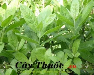 Cây từ bi trị bệnh gì? Lá cây từ bi có tác dụng gì? Mua ở đâu?