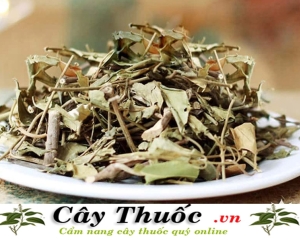 Cây từ bi trị bệnh gì? Lá cây từ bi có tác dụng gì? Mua ở đâu?