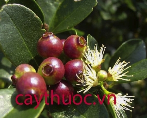 Cây vối có mấy loại? Cây vối rừng và nếp có tác dụng gì?