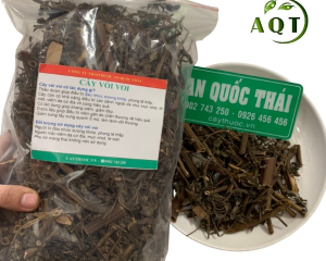 Cây vòi voi có tác dụng chữa bệnh gì? Mua cây vòi voi ở đâu?