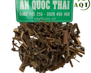 Cây vòi voi có tác dụng chữa bệnh gì? Mua cây vòi voi ở đâu?